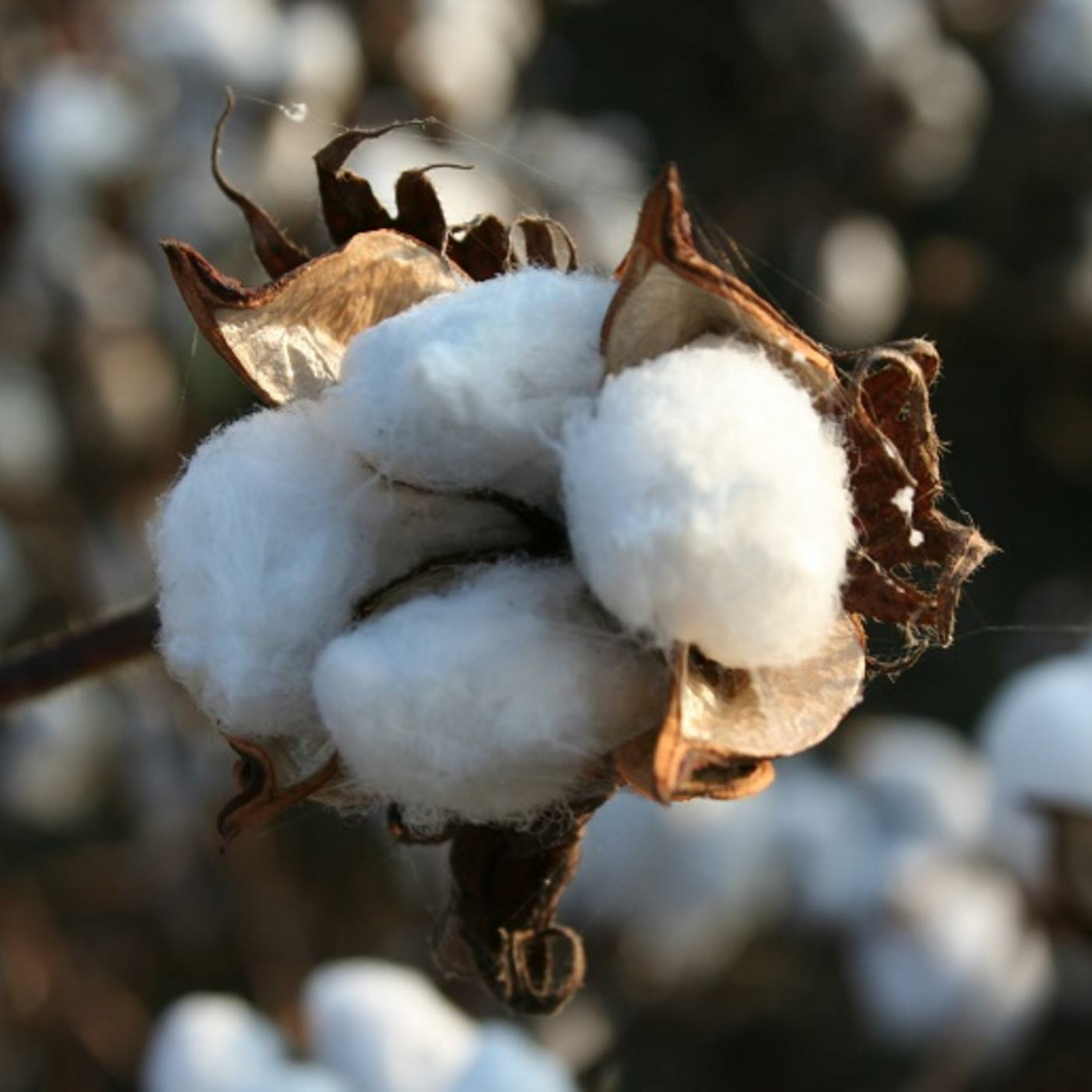 The Movement discusses Cotton Picking