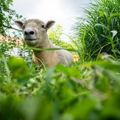 Forget the Lawn Mower: These Sheep Will Eat Your Grass!