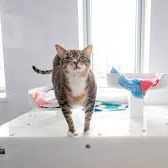 WBBM Noon Business Hour - Cost of Pets