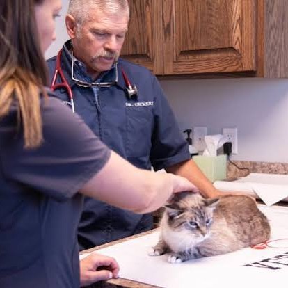 WBBM Noon Business Hour - Pets