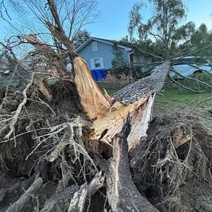 WBBM Noon Business Hour - Storms & Tree Damage
