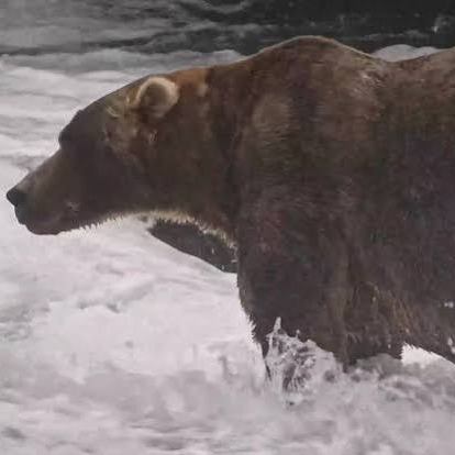 WBBM Noon Business Hour - Fat Bear