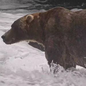 WBBM Noon Business Hour - Fat Bear