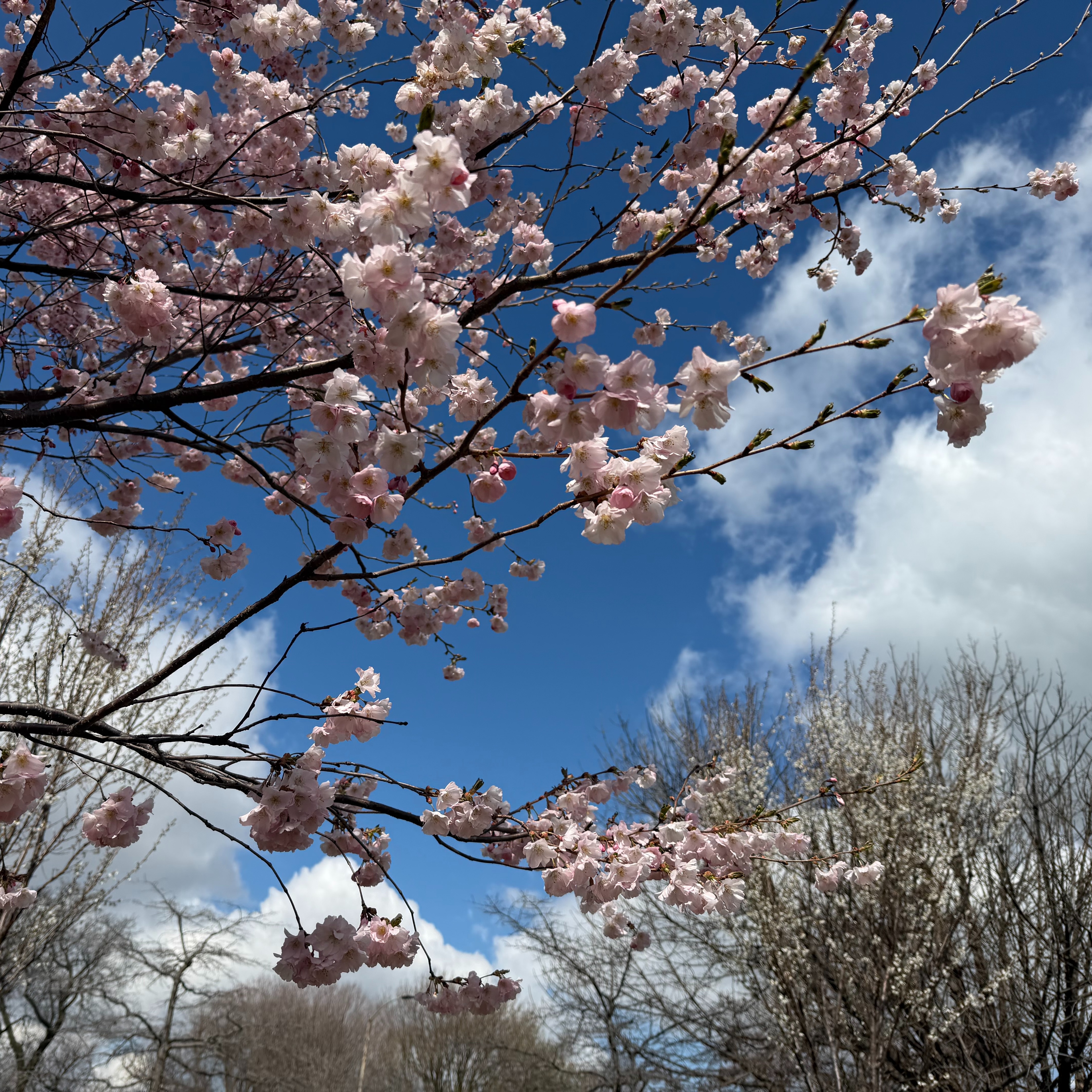 Jackson Park's famous cherry blossoms begin to bloom, but they won't be here for long