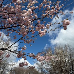 Jackson Park's famous cherry blossoms begin to bloom, but they won't be here for long