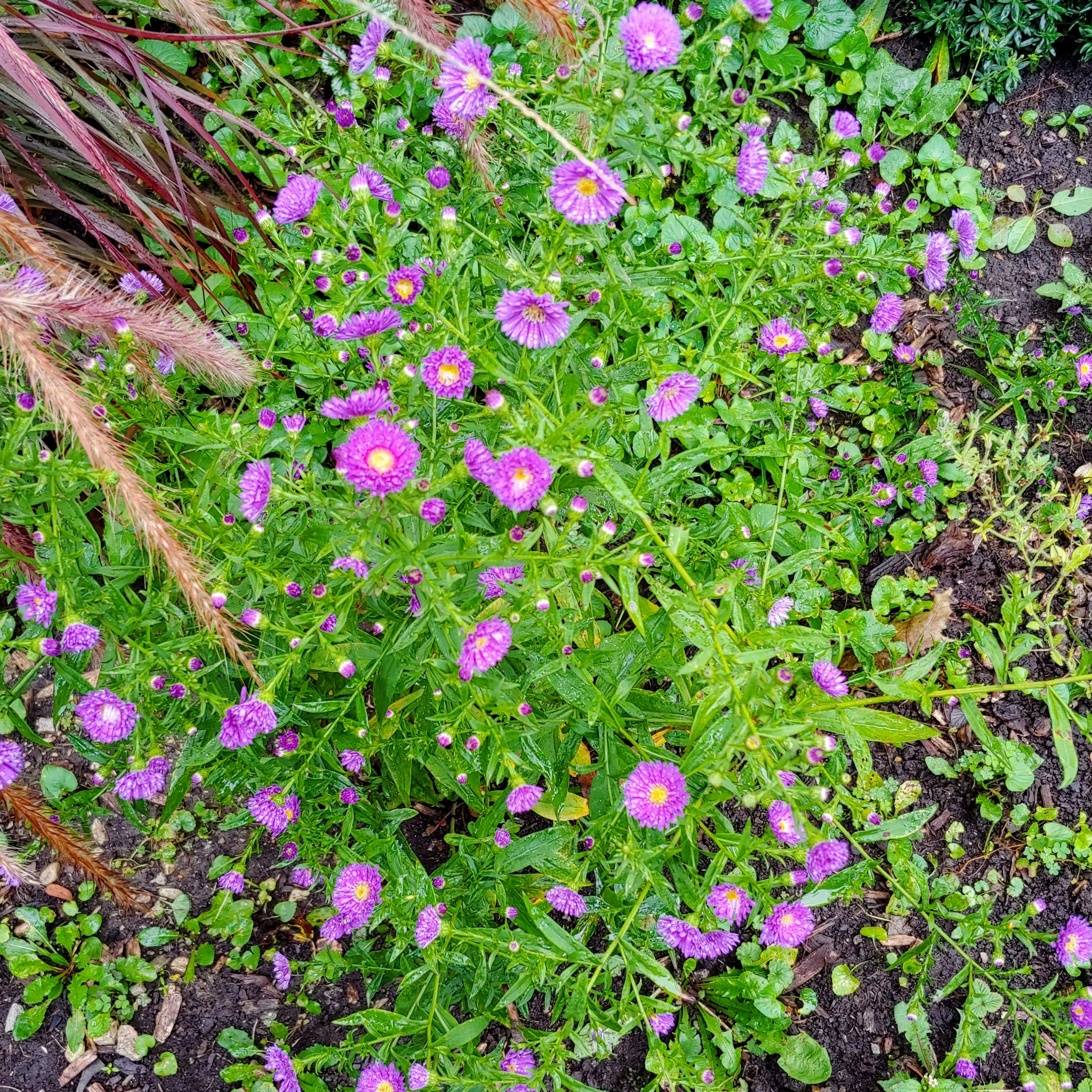 New study: pollinators like store-bought flowers too