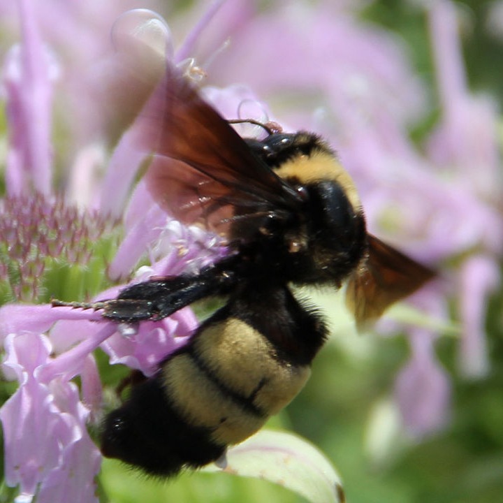 Naperville junior high students create buzz, lead charge for new Illinois state bee