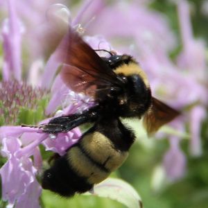 Naperville junior high students create buzz, lead charge for new Illinois state bee