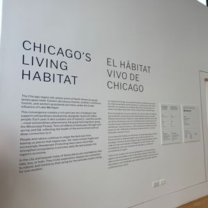 "Chicago's Living Habitat" at Chicago Architecture Center takes visitors on  journey through Chicago's landscapes