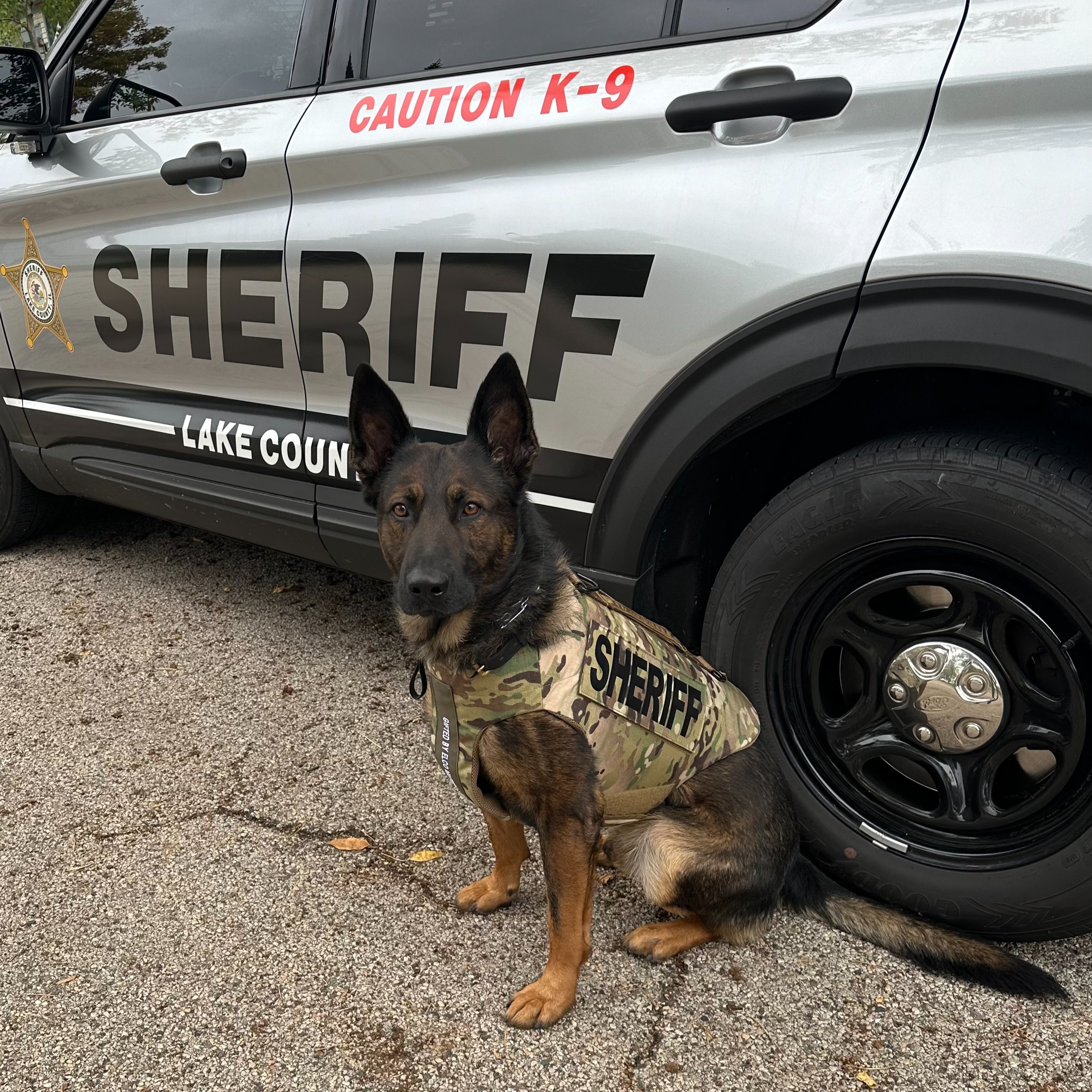 Cop loses dog after forgetting him in field