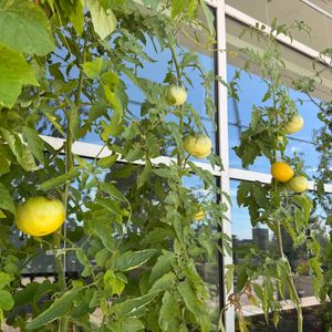 McCormick Place rooftop farm serves as launchpad for young farmers