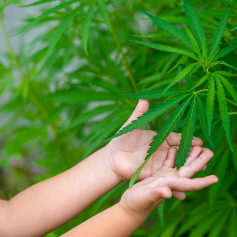6 students taken to hospital after eating marijuana-infused gummies