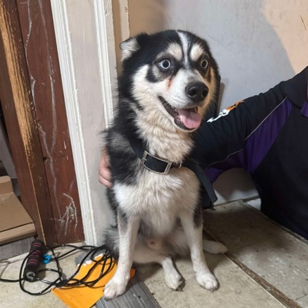 Warren police arrest man who held dog for ransom