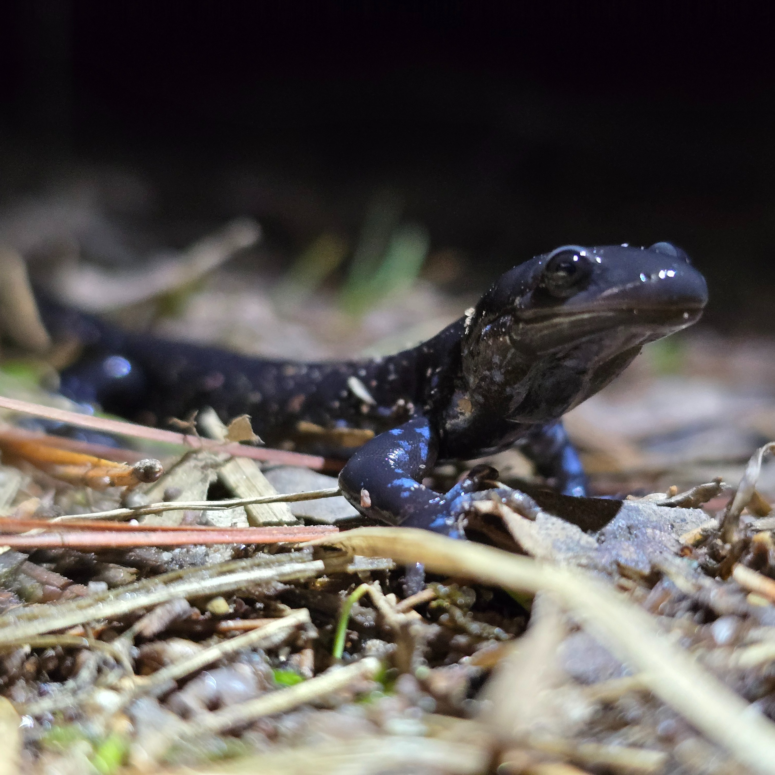 Presque Isle Park road to close for salamander migration