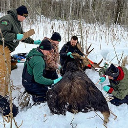 Michigan's iconic moose are becoming harder to find