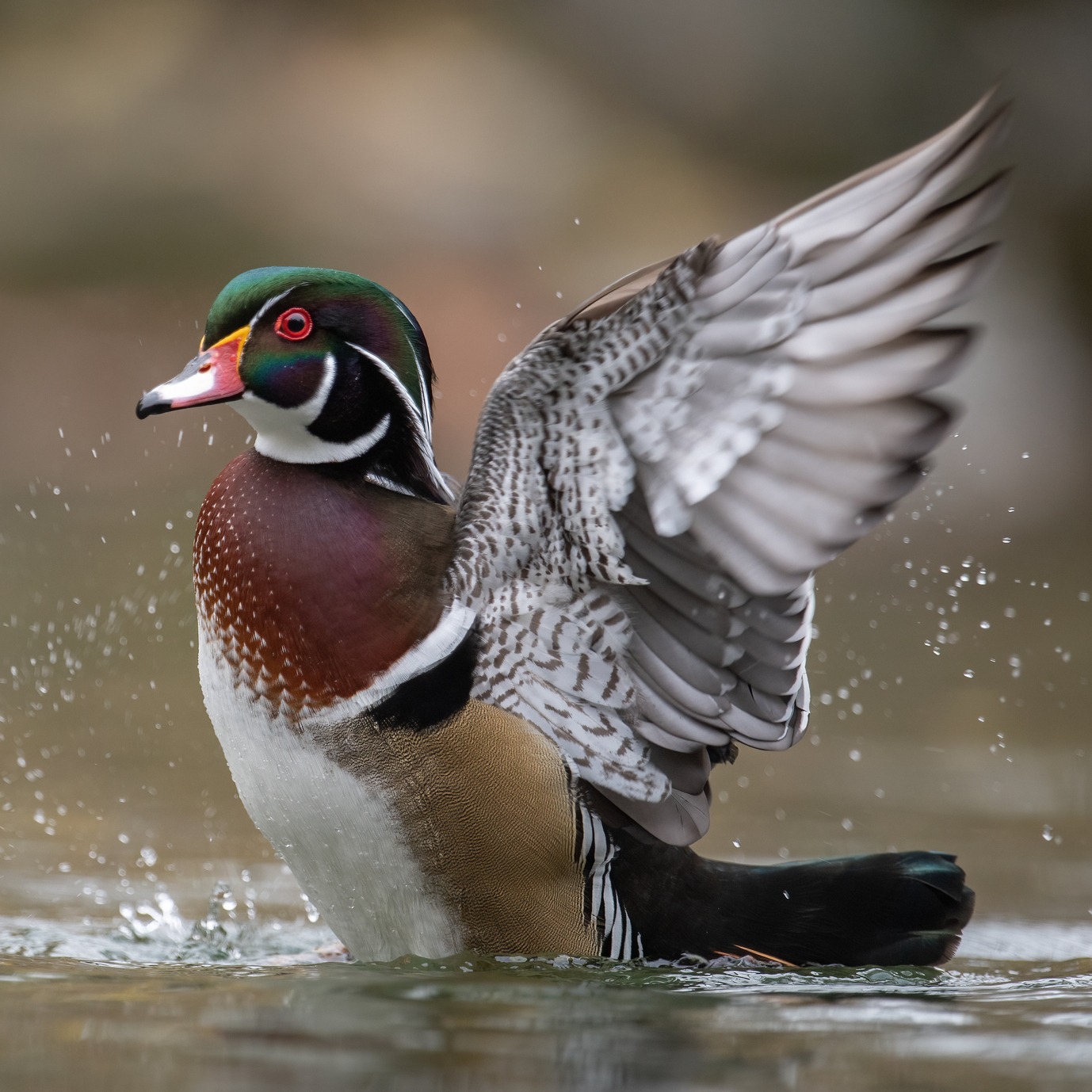 Wood duck becomes Michigan's first official state duck