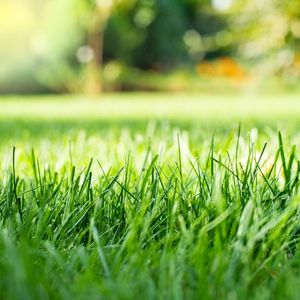 Could invasive pests be hiding in your own backyard?