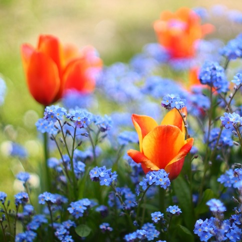 Don't Miss List: Tulip Festival, 80s fun in Frankenmuth, and more!