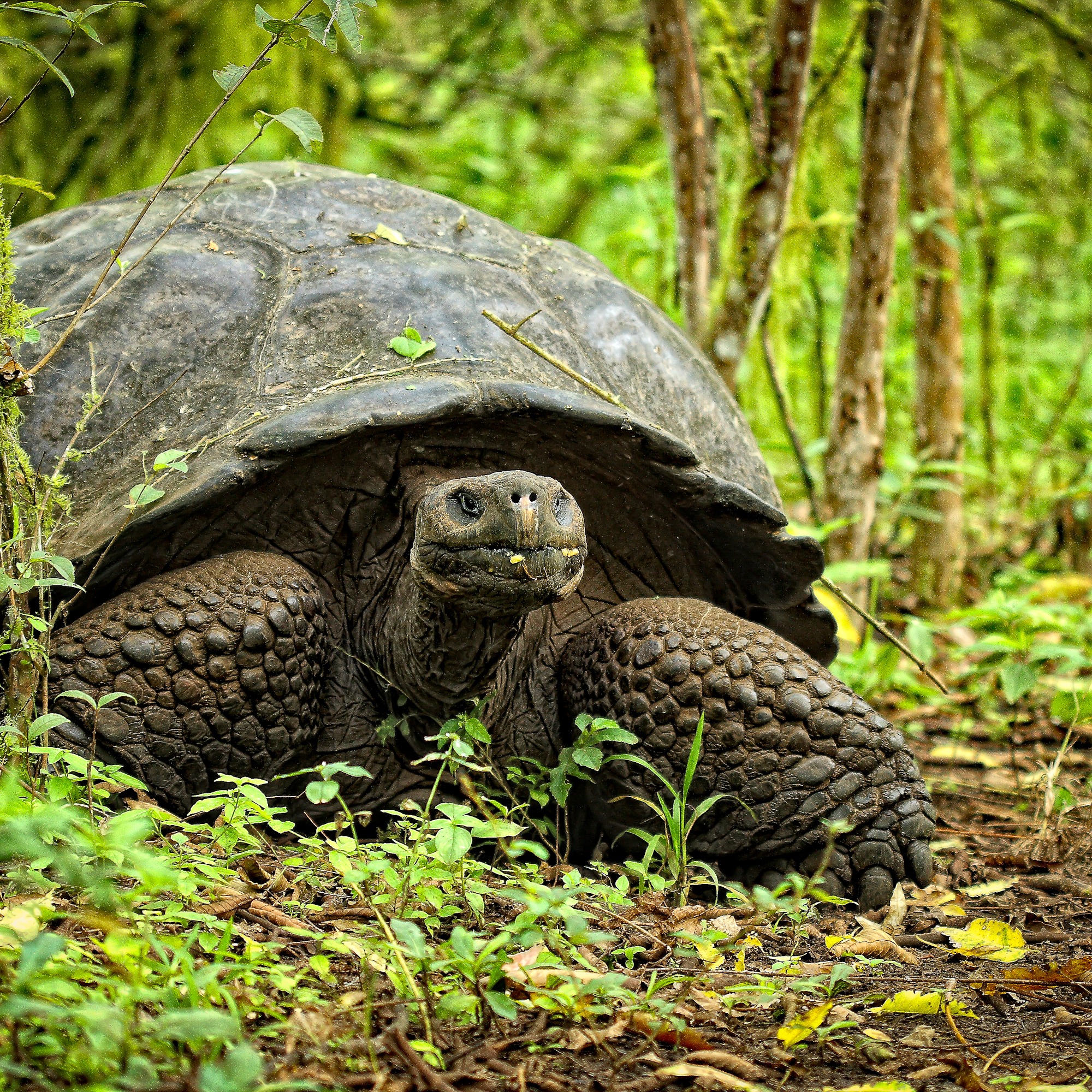 Oakland University Professor researches giant tortoises on Galapagos Islands