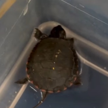 Baby turtle rescued from Rainforest Cafe pool