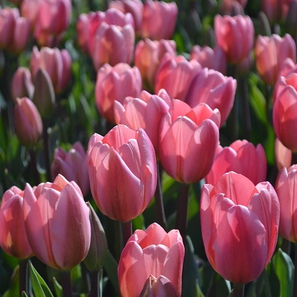 Tulip Time features millions of tulips in Holland