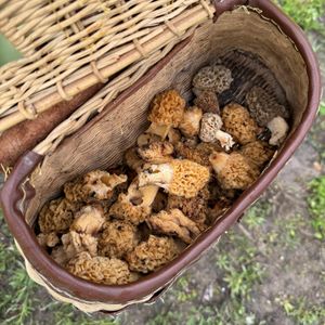 May is a good time to hunt for Morel mushrooms in Michigan