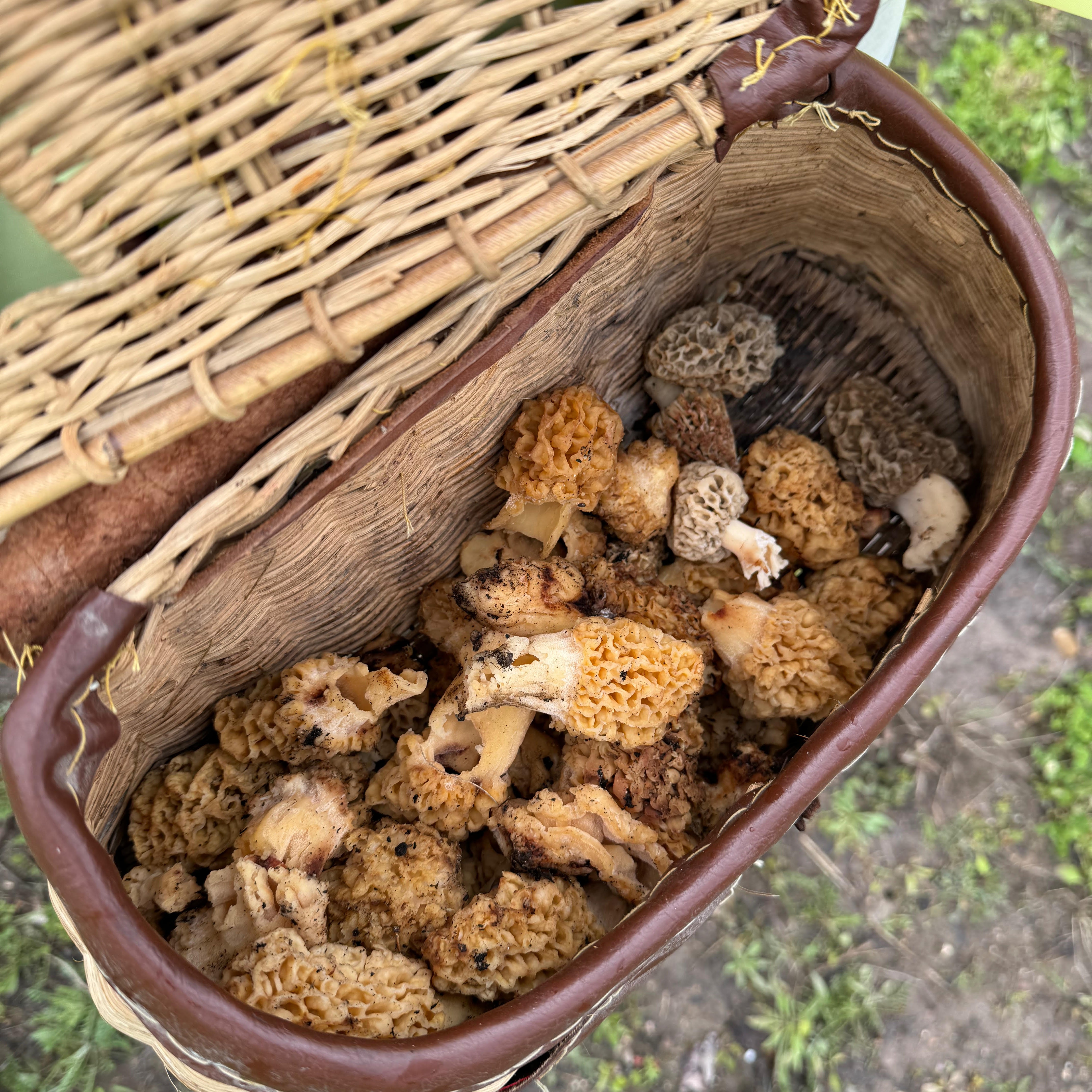 May is a good time to hunt for Morel mushrooms in Michigan