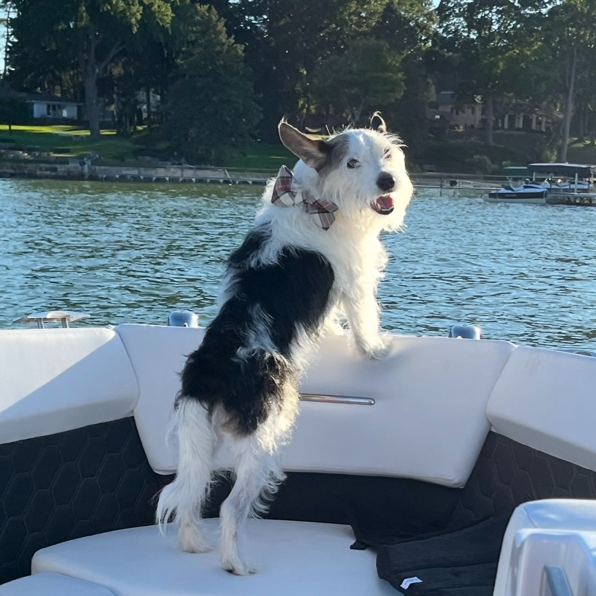 Bloomfield Hills family offers 10k reward for dog, Harvey's, safe return