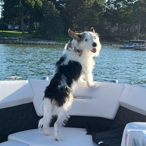 Bloomfield Hills family offers 10k reward for dog, Harvey's, safe return