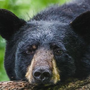What should you do if you encounter a black bear?