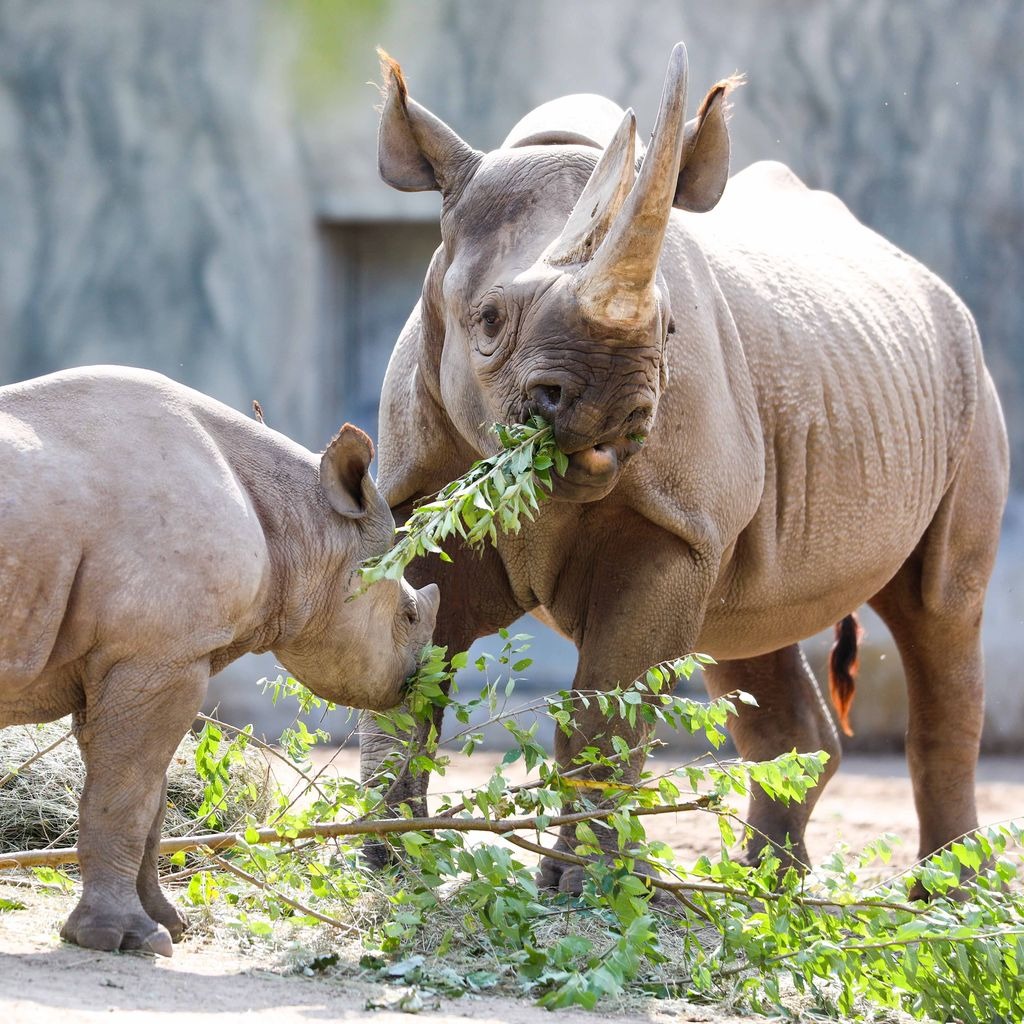 Don't know what to do with those plant trimmings? Call Potter Park Zoo!