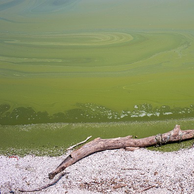 UM researchers find Lake Erie produces 'forbidden soup' of toxins