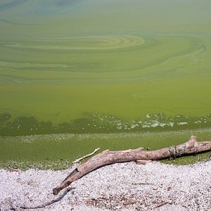 UM researchers find Lake Erie produces 'forbidden soup' of toxins