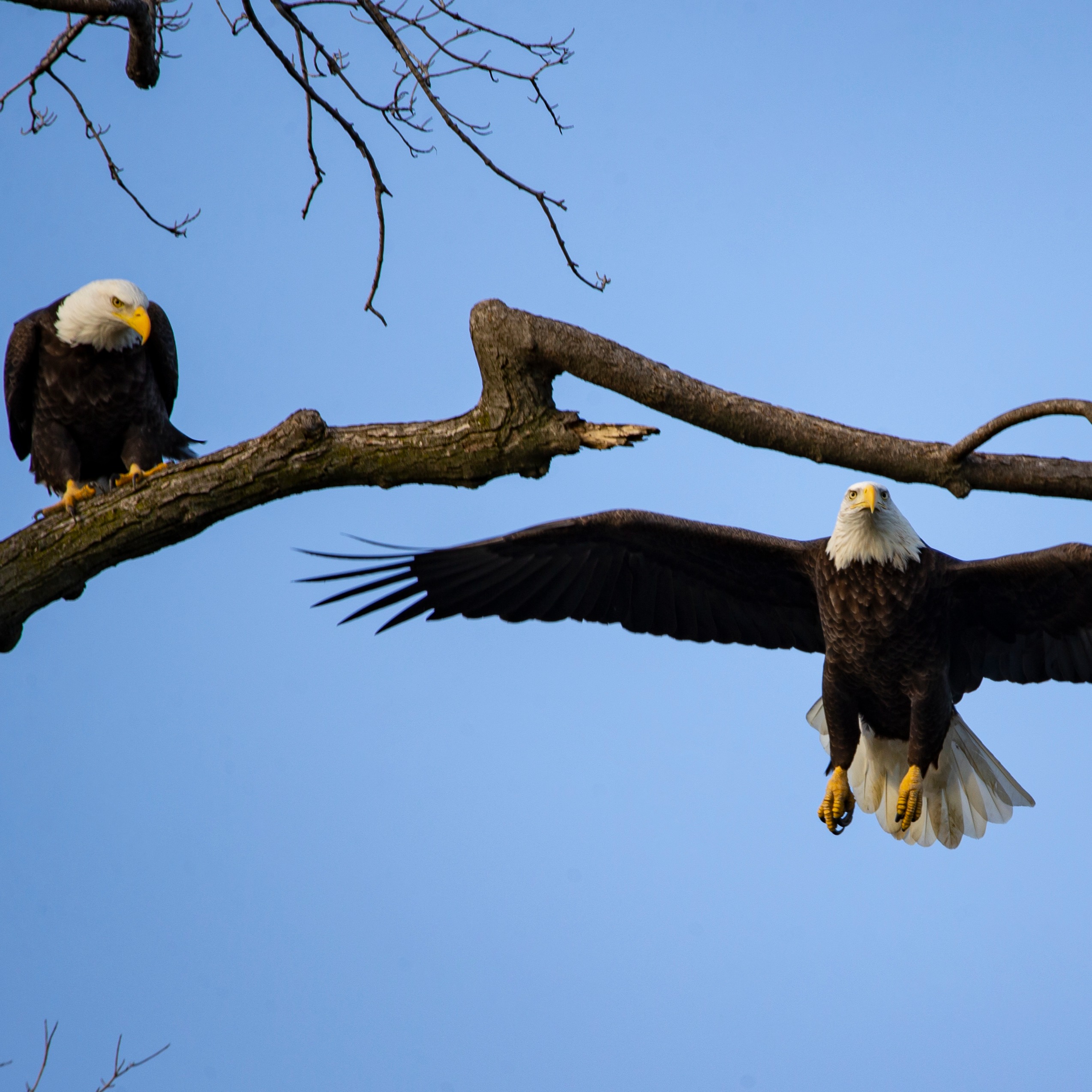 More bald eagles in Metro Detroit shows conservation efforts working