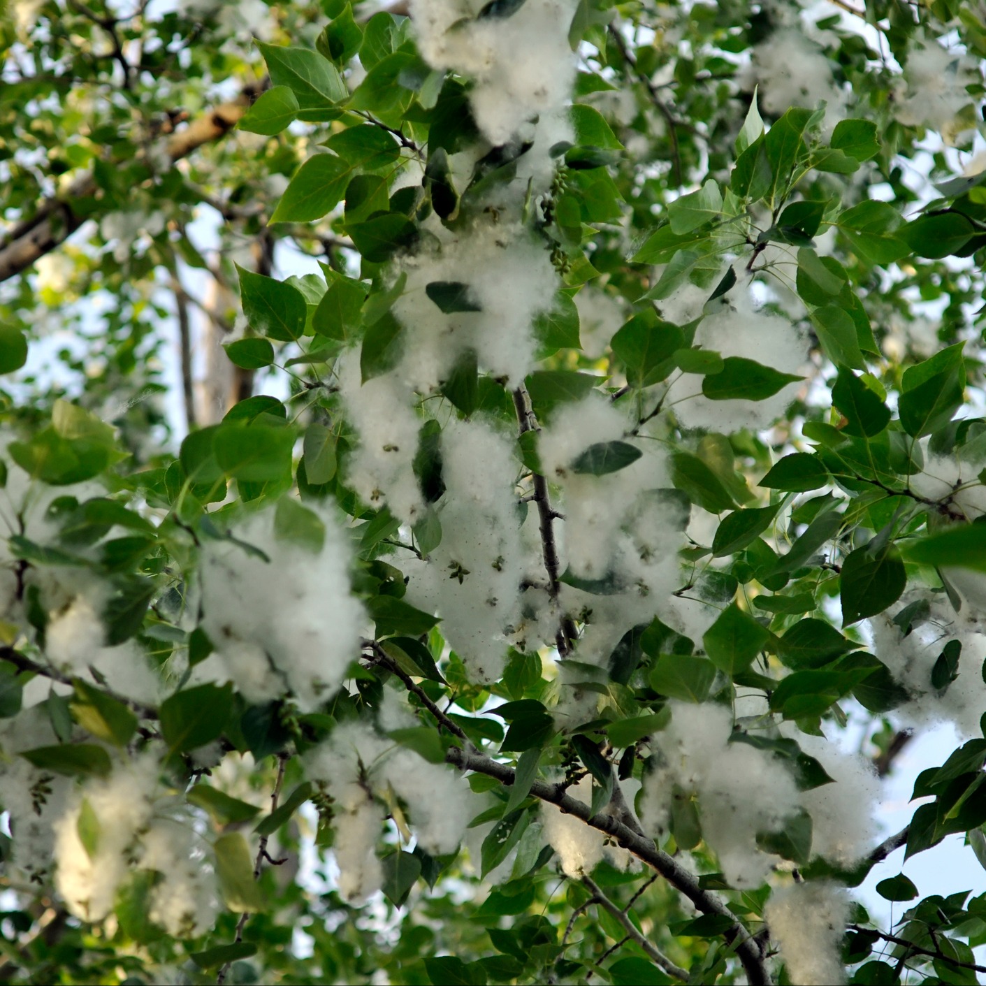 It's cottonwood season in Metro Detroit — arriving about a week late