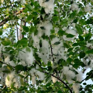 It's cottonwood season in Metro Detroit — arriving about a week late