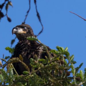 A bald eagle is recovering after his nest collapsed, breaking two bones.