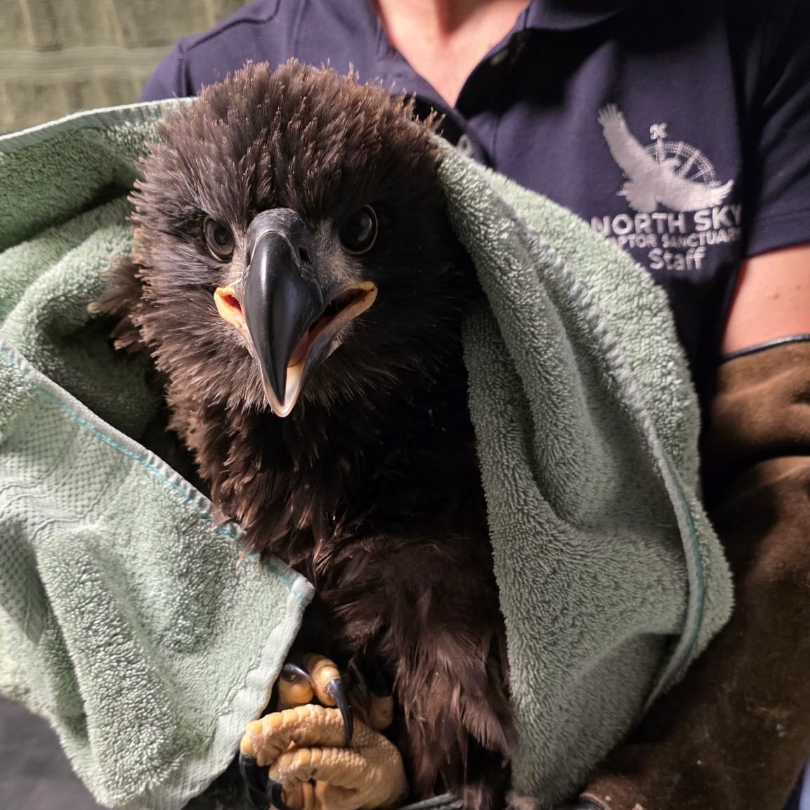 A bald eagle is recovering after his nest collapsed, breaking two bones