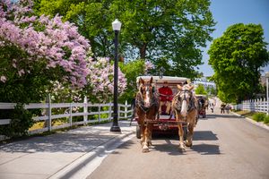 "Stop and Smell the Lilacs" with the Mackinac Island Lilac Festival