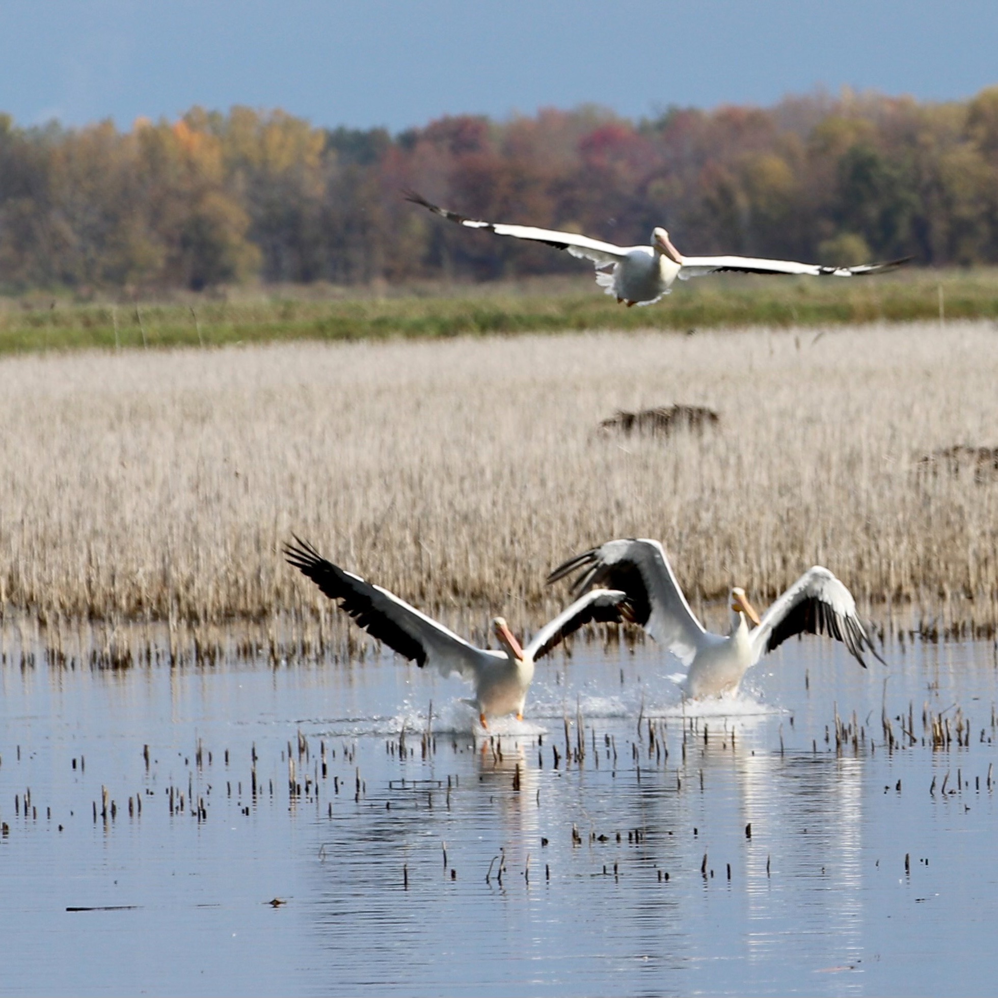 Pelicans popping up on both peninsulas