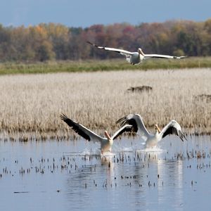 Pelicans popping up on both peninsulas
