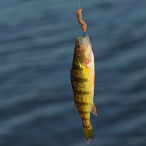 Which fish from Michigan lakes are safe to eat? There's a guide for that