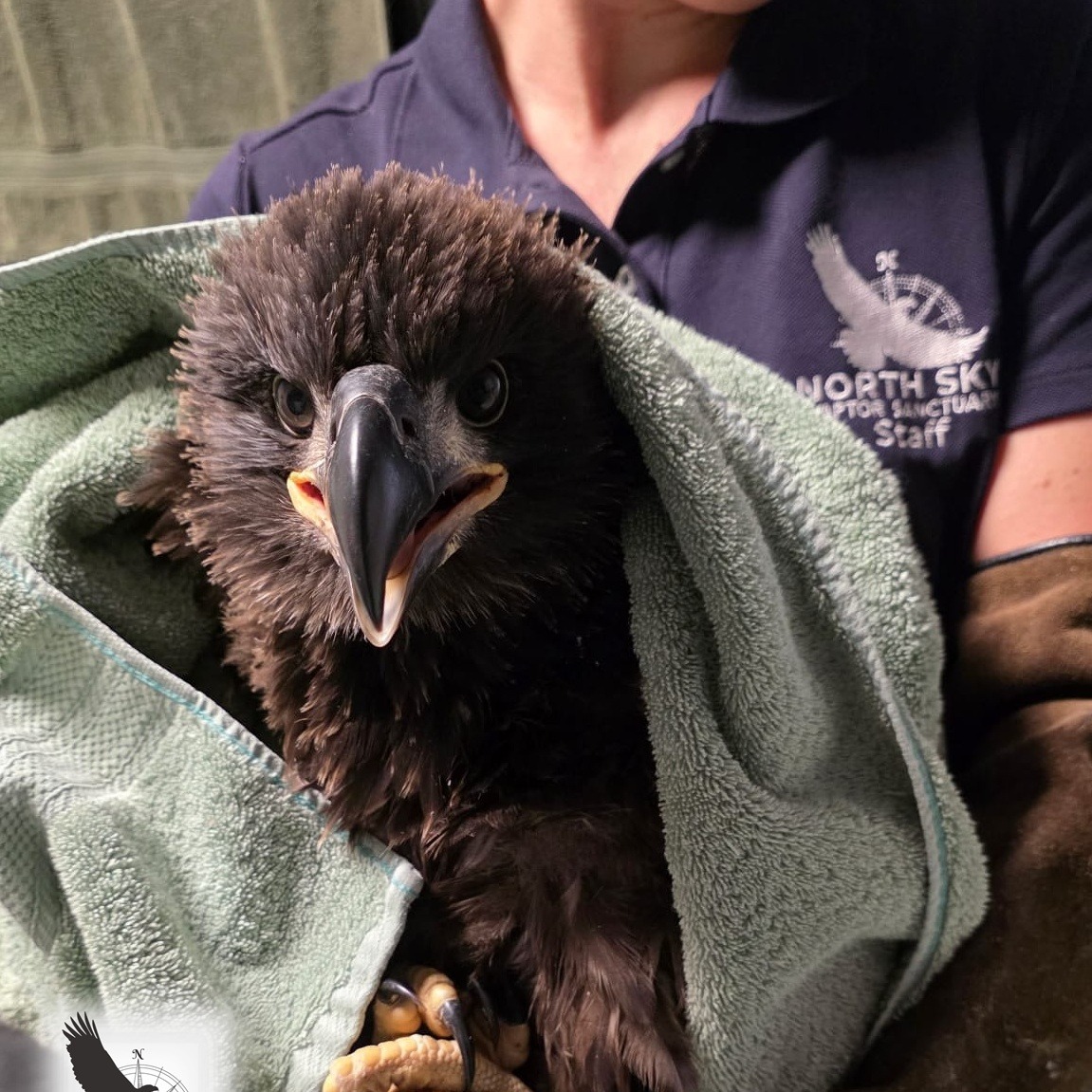 An eaglet whose nest collapsed in northern Michigan is on the road to recovery