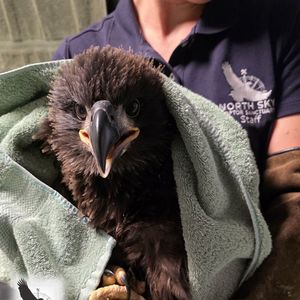 An eaglet whose nest collapsed in northern Michigan is on the road to recovery
