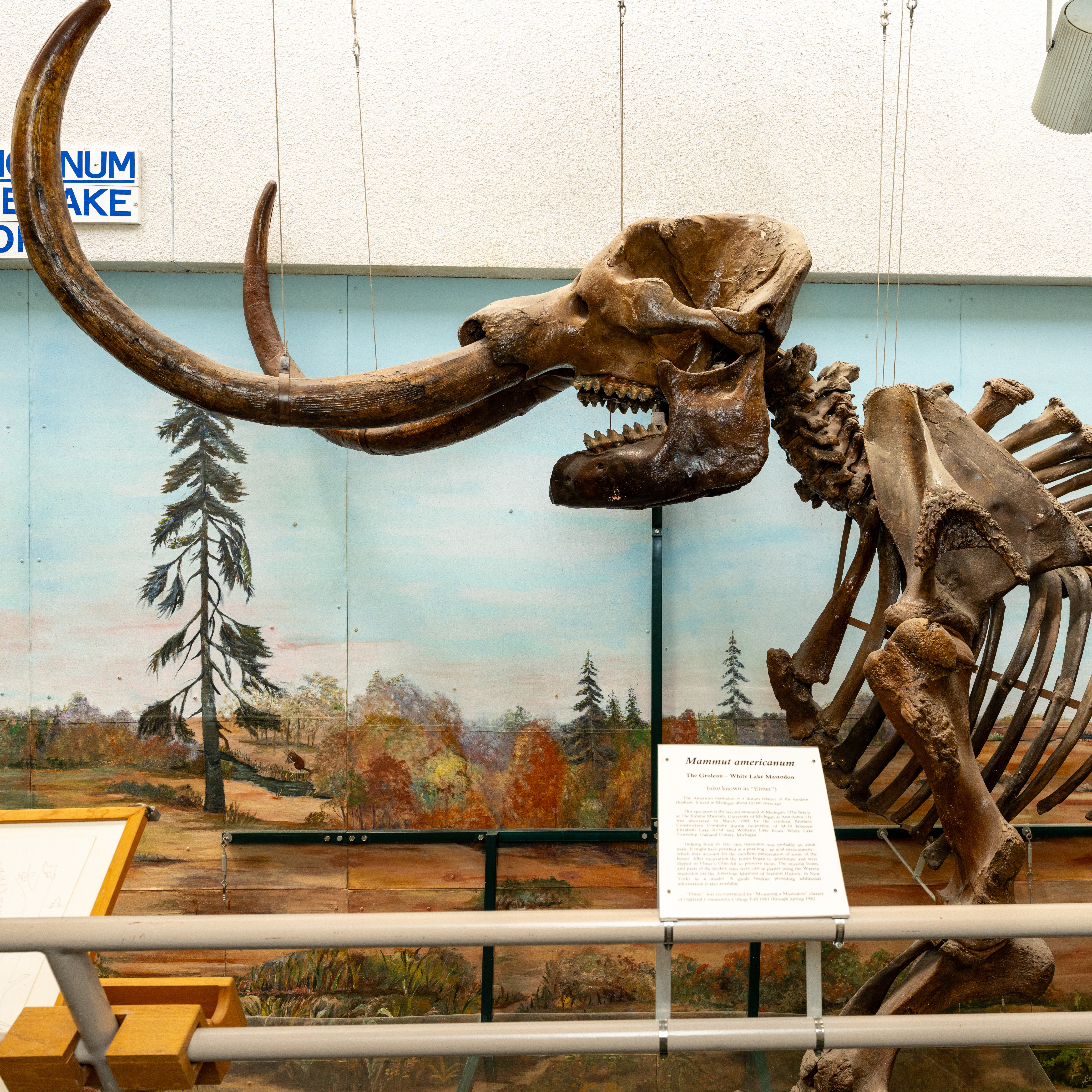 Elmer the Mastodon's 10,000 year journey continues