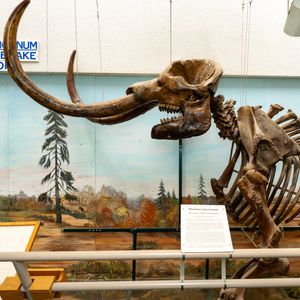 Elmer the Mastodon's 10,000 year journey continues