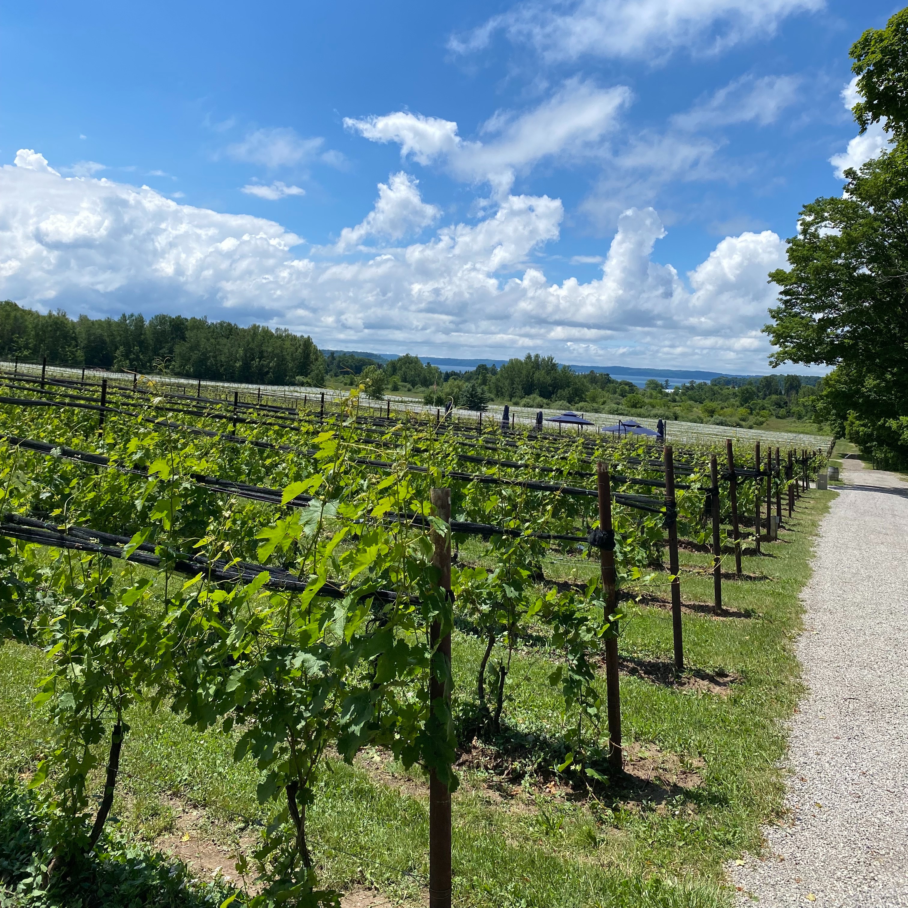 Cherry Festival can be good and bad for northern Michigan wineries