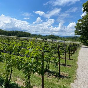 Cherry Festival can be good and bad for northern Michigan wineries