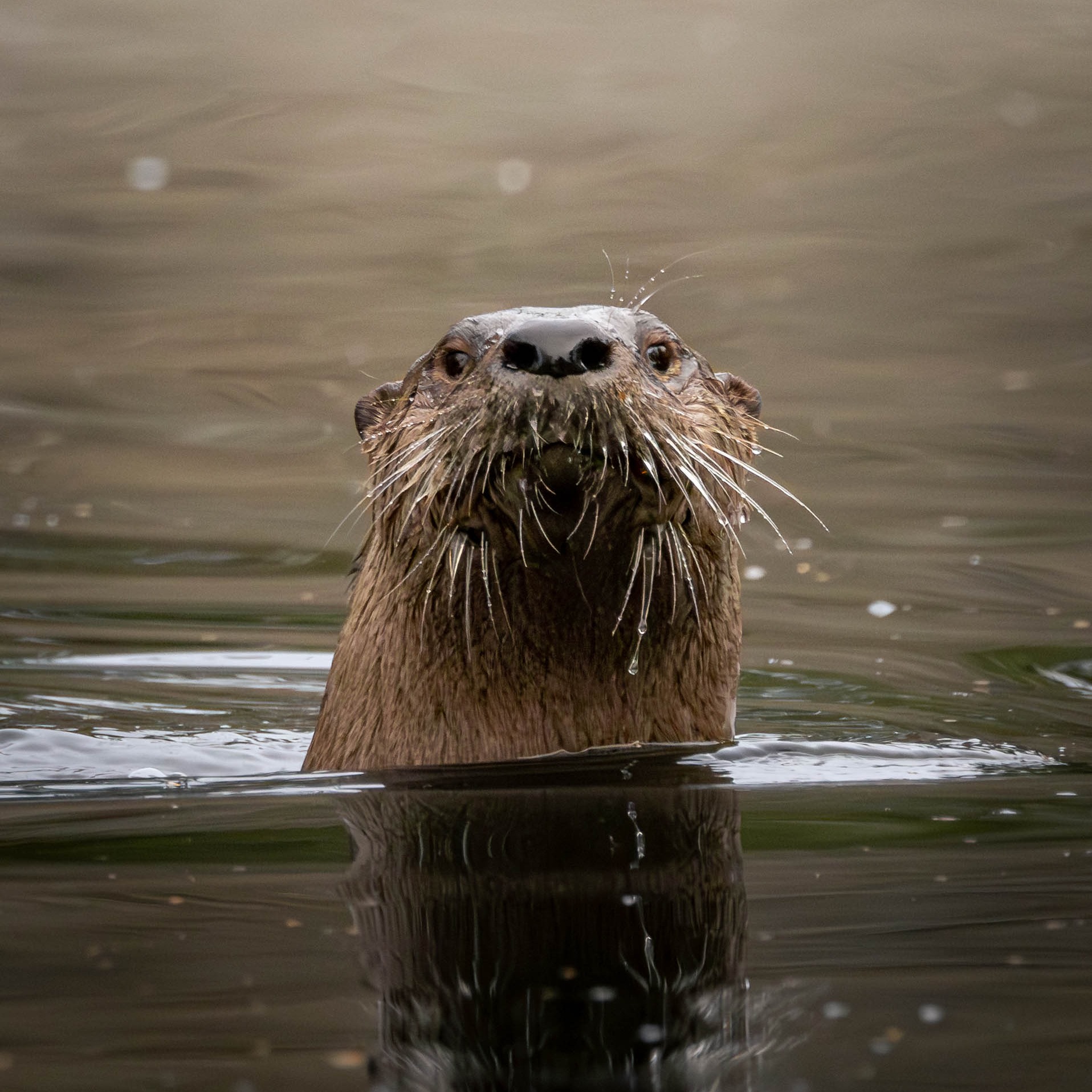 Otterly amazing: river otters thriving in Michigan