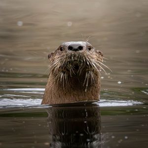Otterly amazing: river otters thriving in Michigan